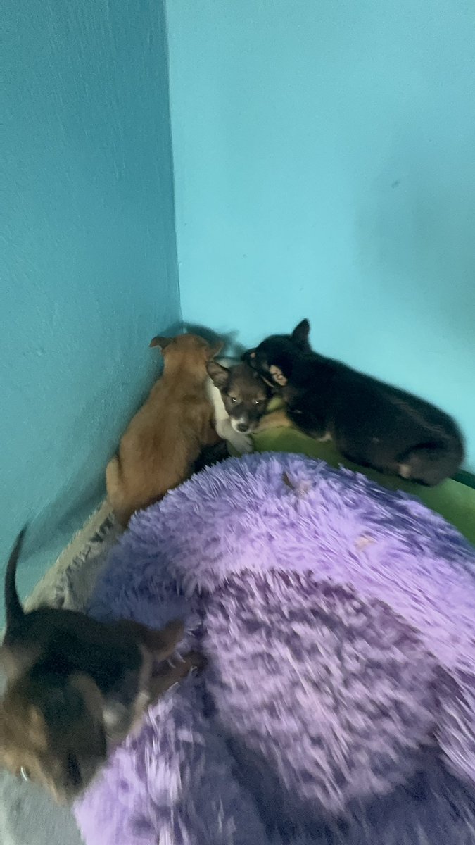 NiallHarbison's tweet photo. The three puppies are all safe with us now. They are absolutely petrified but they had their health checks and all their medicines. 

They wouldn’t have survived much longer in the jungle even with mum being a superstar. They’ll all decompress quickly in  the coming days (9/10) https://t.co/jVwbQ3U1dQ