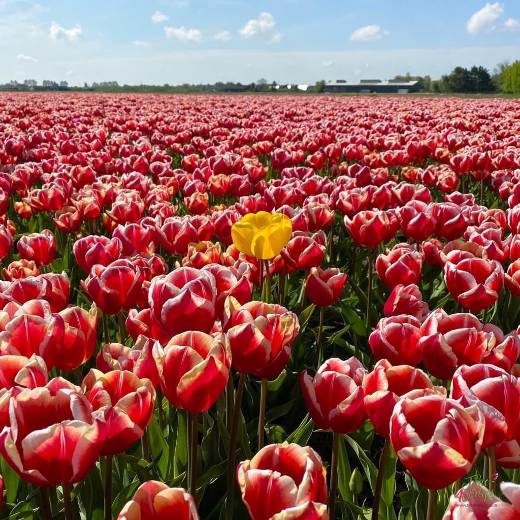 time4tulips's tweet image. 🌷Wishing you a happy new week full of surprises.

#time4tulips #startoftheweek #flowers #flowerlovers #tulips #mondaymotivation #surprise