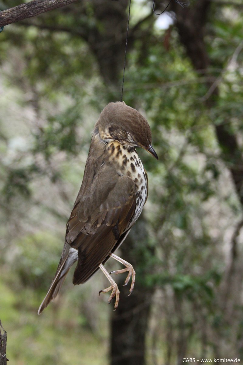 CABS_REPORTS's tweet image. ⚠️🧵1/3

In the Ardennes, French-Belgian border, ‘horsehair snares’ have been used for centuries to catch &amp;amp; kill thrushes &amp;amp; robins.

Until recently bird trappers were granted a special permit allowing the use of up to 500,000 snares, to take up to 20,000 thrushes during autumn …