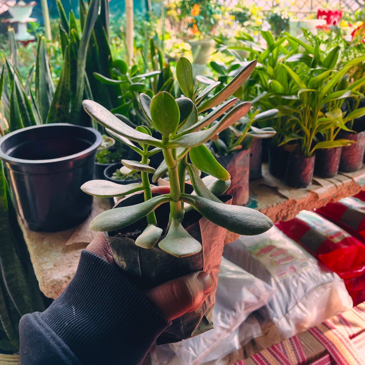 rajputfarms1's tweet photo. Crassula plants, such as the jade plant, are a favorite for their beauty, ease of care, and symbolic value.
#RajputFarms #CrassulaPlants #JadePlant #Succulents #EcoFriendlyLiving #gardenserviceinkanpur #rajputfarmsnursery #nurseryinkanpur https://t.co/UhHngOAICT