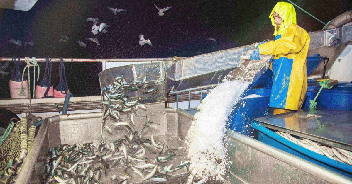 The MMO are looking for active or recently retired (in the last 5 years) commercial fishermen who've landed Atlantic Herring, Horse Mackerel, Anchovy, Sardine, or Greater Silver Smelt to complete the survey. Your input will help shape the management plan: bit.ly/3CafzRn