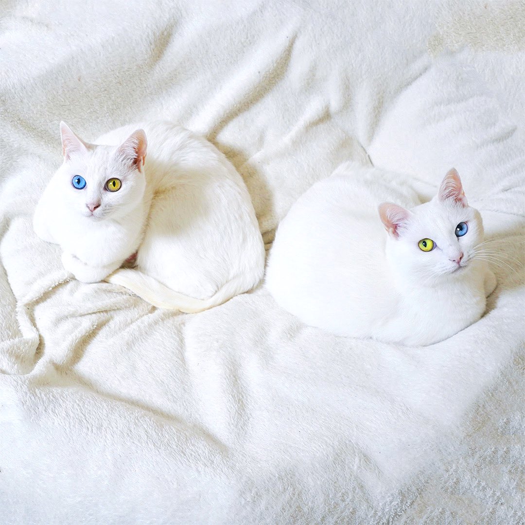 いい双子の日