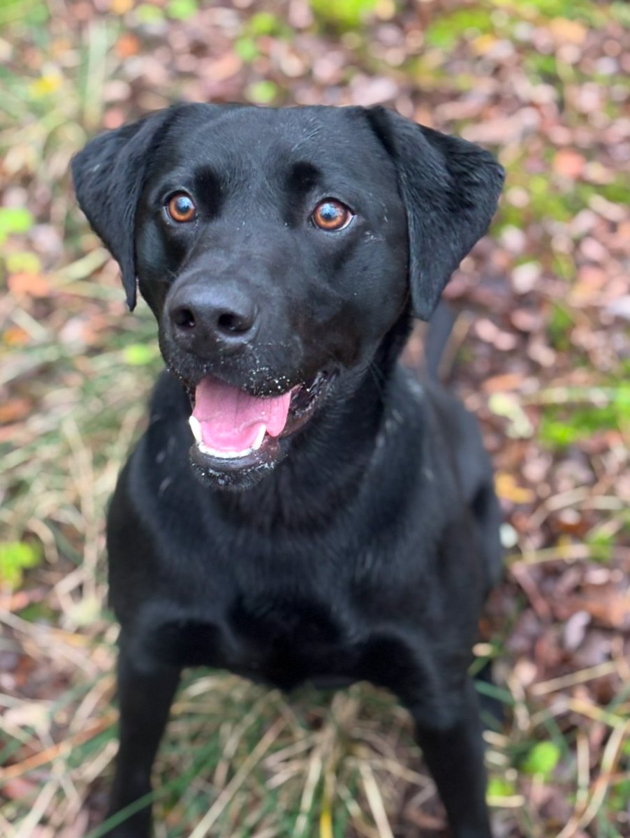 PD Trevor assisted colleagues with searches last week after drugs were located inside a vehicle. 
#CleverTrevor located suspected Class A &amp; B at one search and a large amount of cash at another.
#TheNoseKnows