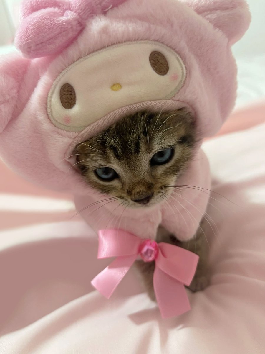 pastelzia's tweet image. 