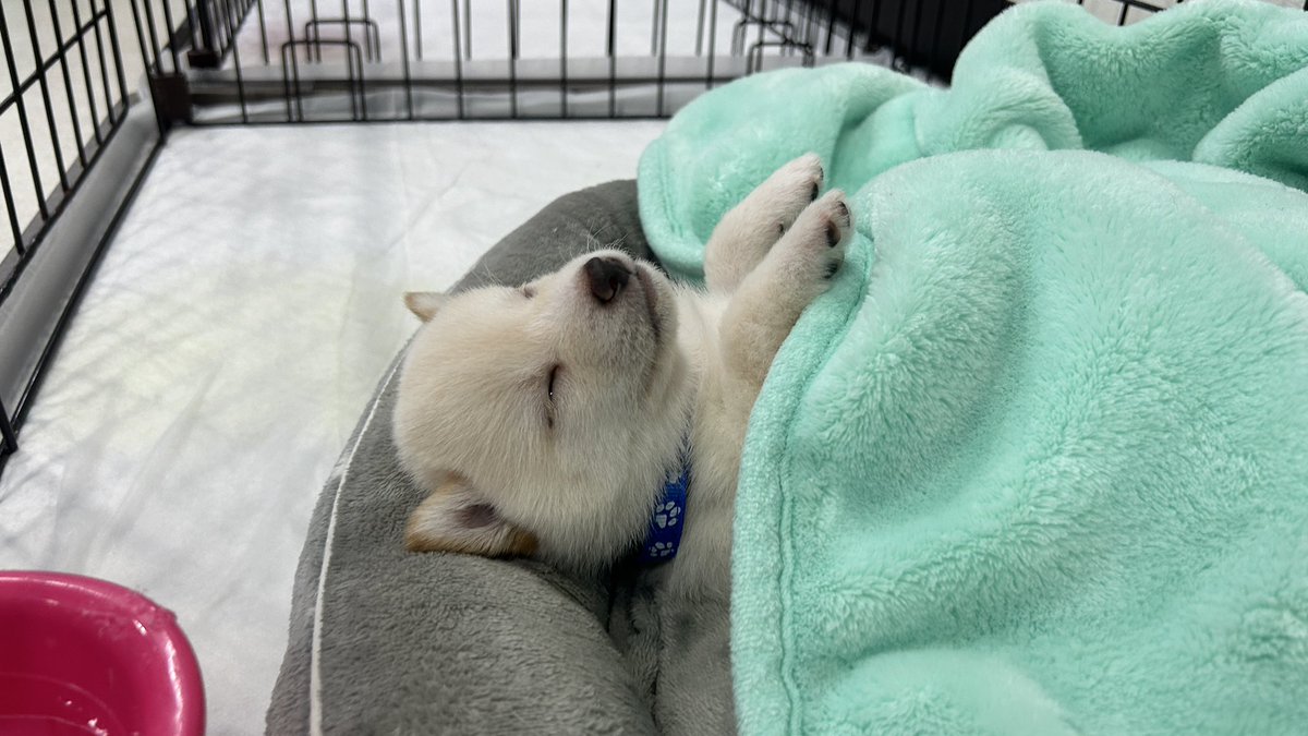 𝘨𝘰𝘰𝘥 𝘯𝘪𝘨𝘩𝘵 ☁️ 𓈒𓂂𓏸