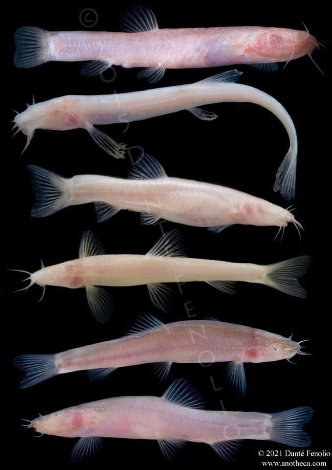 Even more groundwater biodiversity… I am thankful for China’s groundwater loaches-top to bottom: Taiji Cave Loach (Oreonectes anopthalmus), blind cave loaches: (Paracobitis typhlops), (Triplophysa macrocephala), (Oreonectes sp.), (Tryplophysa sp.), (Tryplophysa sp.).