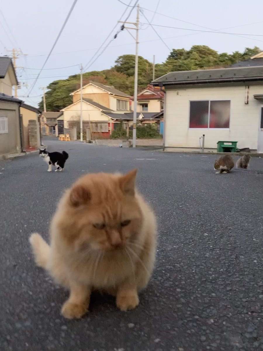 kuronekotashiro's tweet photo. 今夕の #仁斗田地区 #ポンプ置場 へ
白黒子猫さんがお迎えに来てくれました😸

#田代島 #ねこ #tashirojima #CatsOnX #CatsOn Twitter #catlover https://t.co/wTGysiQp4M