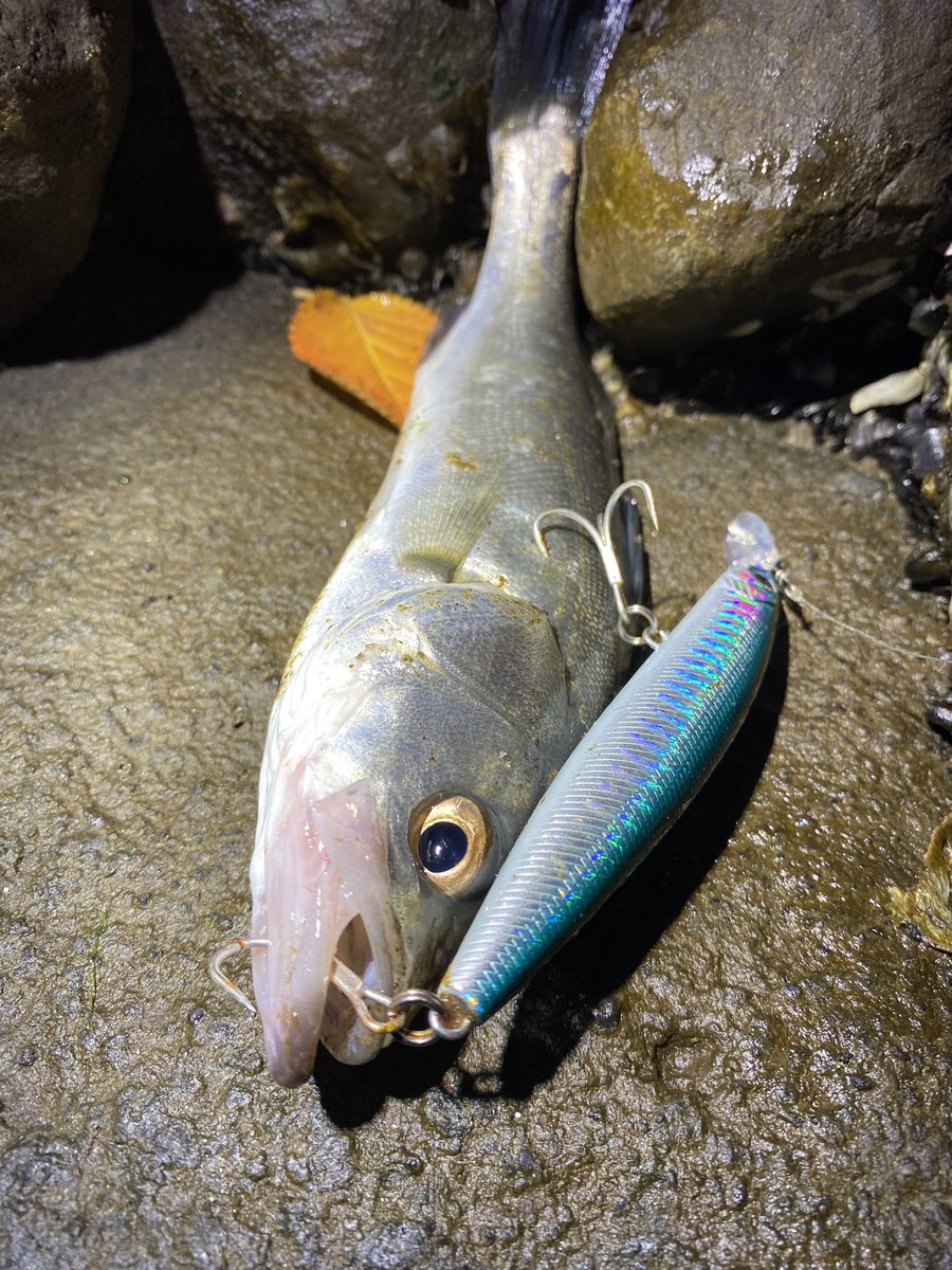 wata_eg's tweet photo. こんなちっちゃいのも喰ってくる
いい目してるなぁ

#東京湾
#スズキ
#シーバス
#seabass
#鱸
#ボートシーバス
#釣り
#saltlurefishing 
#ルアーフィッシング
#daiwa
#seabass_hunter_z_95s https://t.co/WdvbpoCaPO