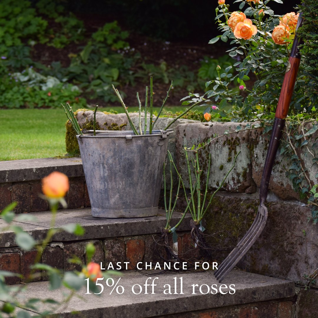 David Austin Roses (@daustinroses) on Twitter photo There's limited time left to enjoy 15% off all roses.
Browse our collection of English roses and create a garden that will bloom for years to come.
Shop now and use code BAREROOT24 at checkout.
Offer ends this Sunday, 1st December – available to UK & EU customers only. There's limited time left to enjoy 15% off all roses.
Browse our collection of English roses and create a garden that will bloom for years to come.
Shop now and use code BAREROOT24 at checkout.
Offer ends this Sunday, 1st December – available to UK & EU customers only.