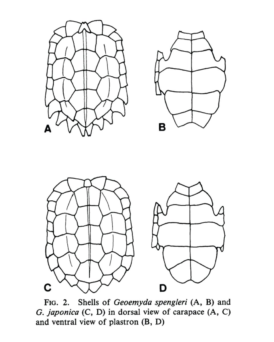 安川ら (1992) のGeoemyda spengleri と Geoemyda japonica （リュウキュウヤマガメ）を比較した研究

論文の中で私たちが好きな 3 つの図です🤓