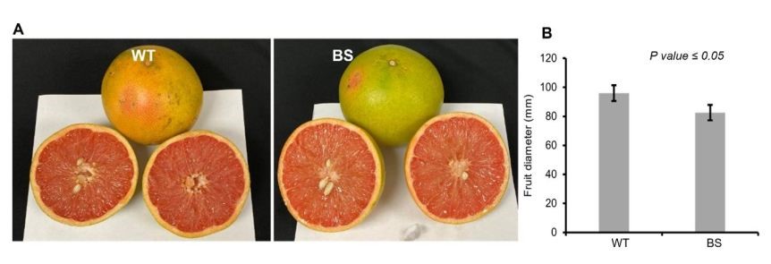 UF/IFAS Citrus REC (@ufifascitrusrec) on Twitter photo Tip of the Week: New Flame Grapefruit Selection Offers Improved HLB Tolerance tinyurl.com/3s5ub9eb #AllInForCitrus <a href="/MRogersUFcitrus/">Michael Rogers</a> <a href="/fruitscanbefun/">Manjul Dutt π§¬π</a> <a href="/ufhorticulture/">UF/IFAS Horticultural Sciences</a> Tip of the Week: New Flame Grapefruit Selection Offers Improved HLB Tolerance tinyurl.com/3s5ub9eb #AllInForCitrus <a href="/MRogersUFcitrus/">Michael Rogers</a> <a href="/fruitscanbefun/">Manjul Dutt π§¬π</a> <a href="/ufhorticulture/">UF/IFAS Horticultural Sciences</a>