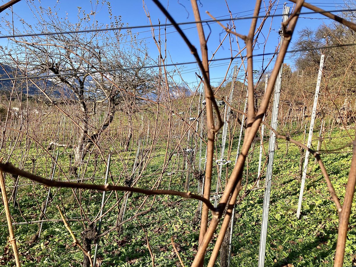 GoepfB's tweet image. Winterruhe