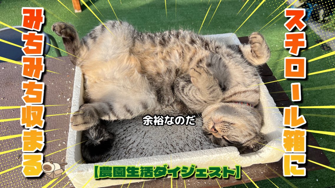 キジトラ・コタローのウキウキDAYS!! on X: キジトラ・コタローのウキウキDAYS!! on X:
