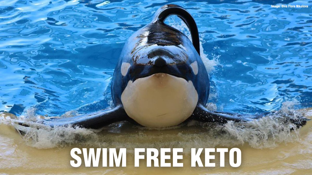 💔Breaking News: We are heartbroken to hear that #Keto, the orca age 29, has passed away at #LoroParque. A heartbreaking trend for the facility as he's the fourth orca to die there since 2021. #Captivity isn't a home 👉 uk.whales.org/2024/11/25/cap…
Swim free, Keto! #DontGoToTheShow
📷