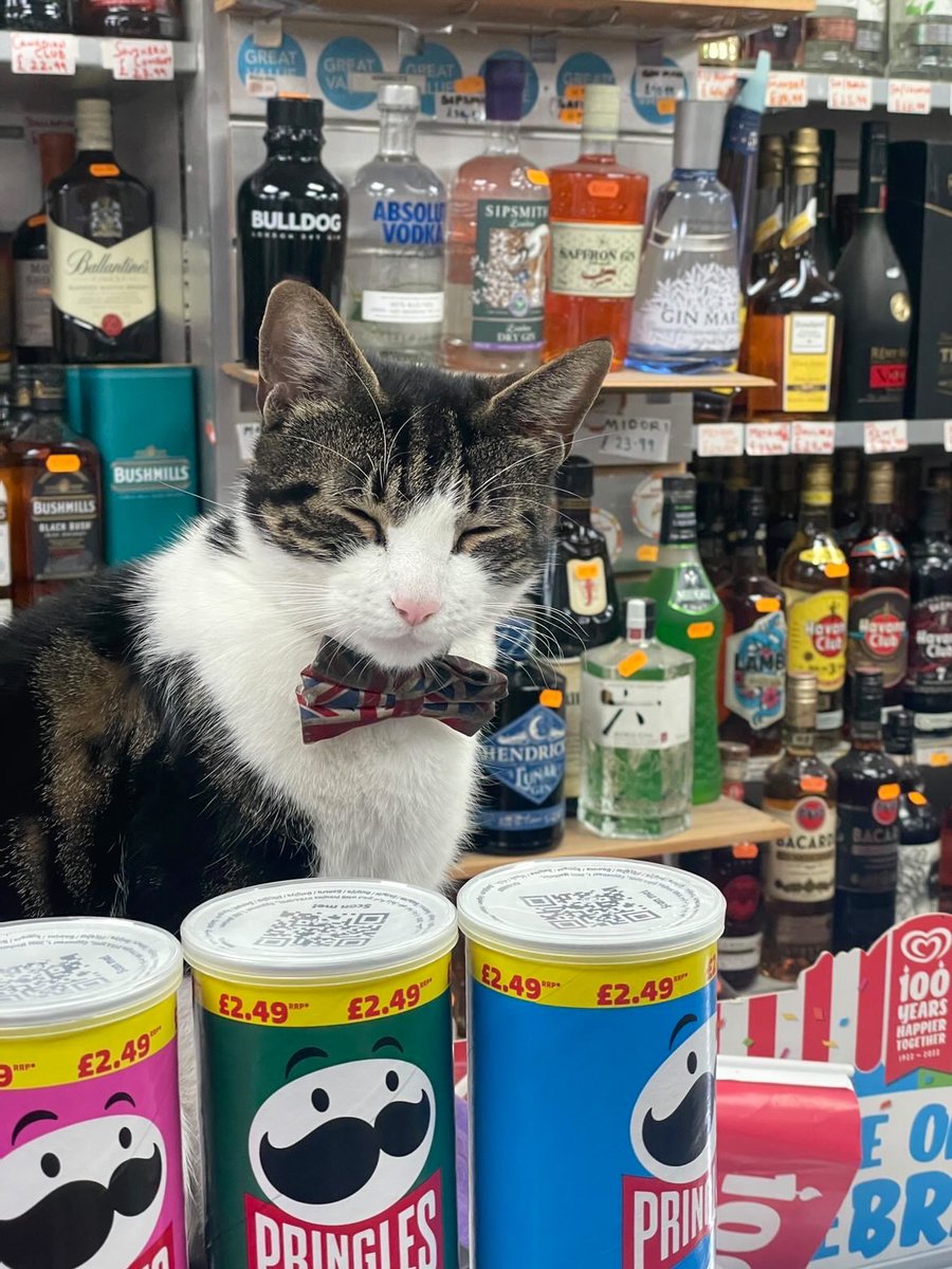 Bodega Cats (@bodegacats_) on Twitter photo 