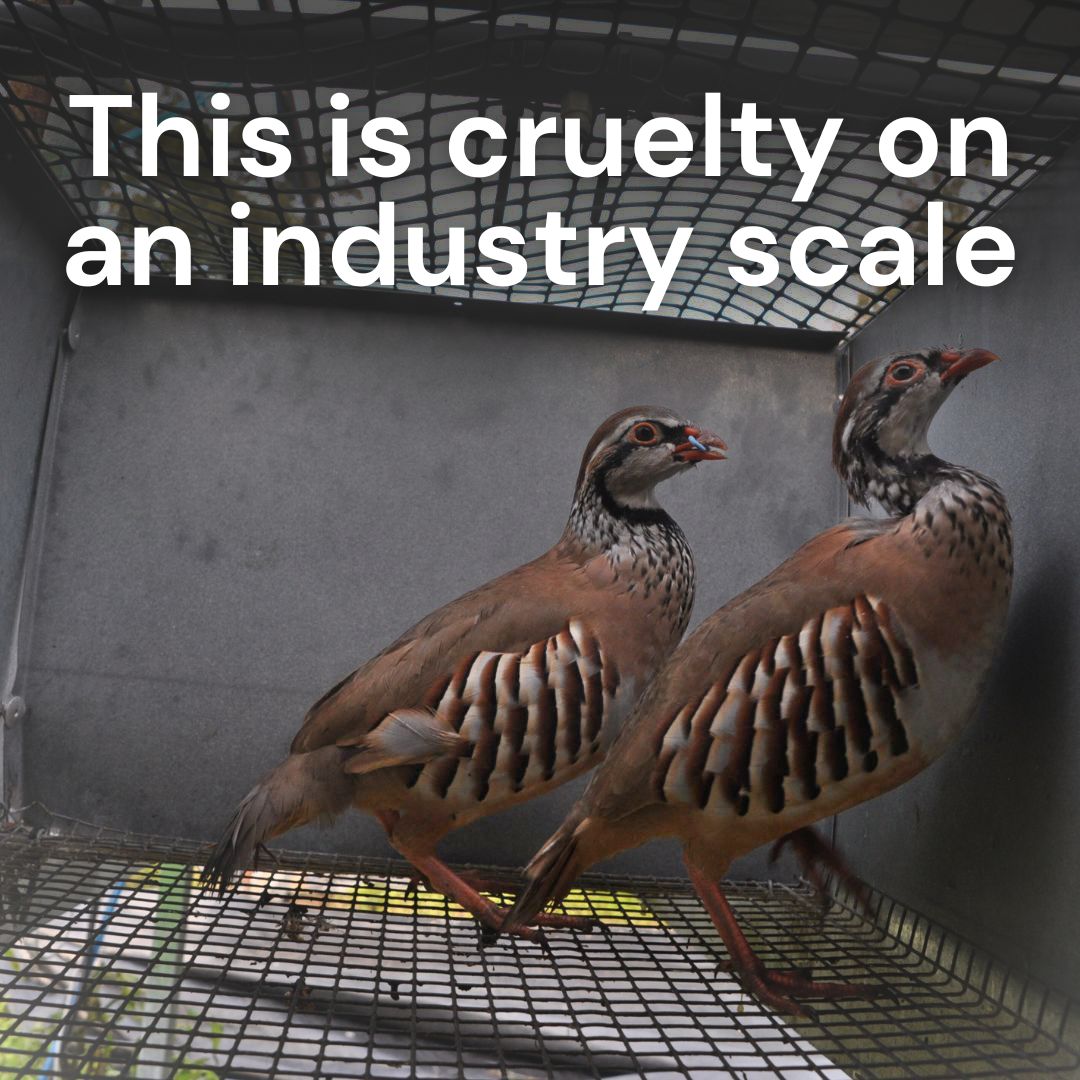 LeagueACS's tweet photo. Every year, tens of millions of game birds are bred in factory farm conditions, only to be shot for ‘sport’ on estates across England and Wales.
 
Sign up to support our campaign to end the cage breeding of game birds 👉  https://t.co/z9XPLMyazs
 
#EndCageBreeding https://t.co/MXv8rhcD6m