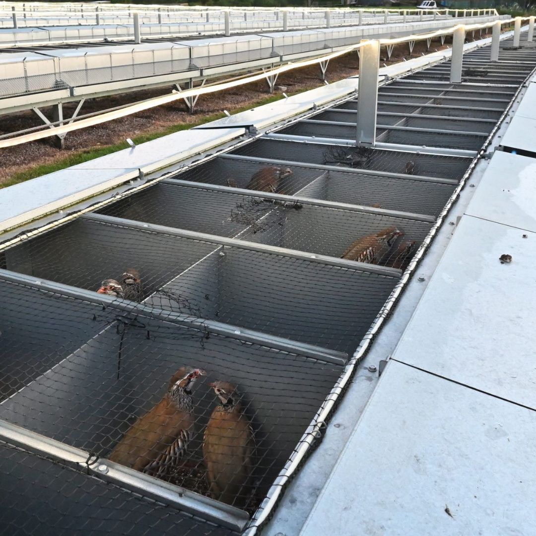 LeagueACS's tweet photo. Every year, tens of millions of game birds are bred in factory farm conditions, only to be shot for ‘sport’ on estates across England and Wales.
 
Sign up to support our campaign to end the cage breeding of game birds 👉  https://t.co/z9XPLMyazs
 
#EndCageBreeding https://t.co/MXv8rhcD6m