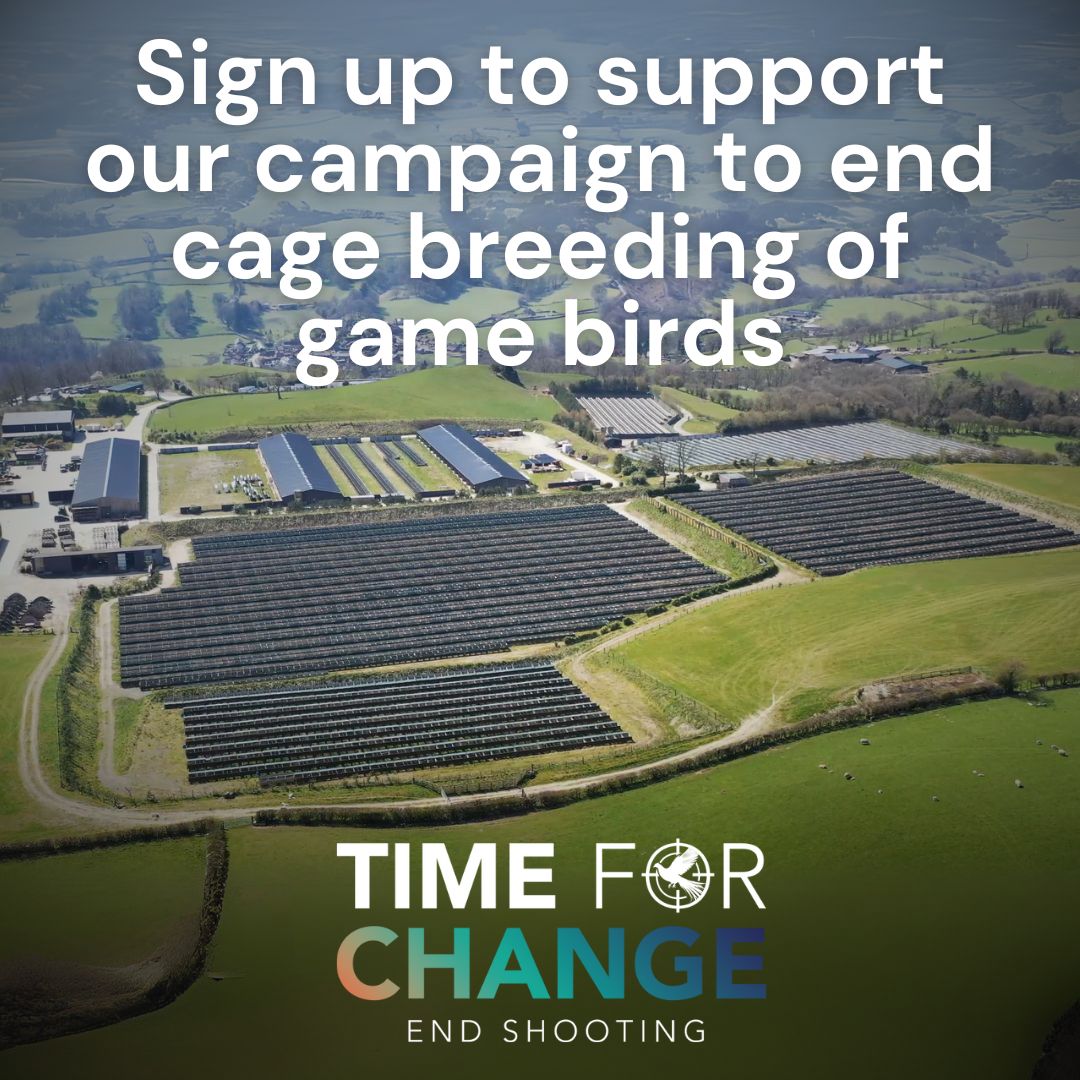 Every year, tens of millions of game birds are bred in factory farm conditions, only to be shot for ‘sport’ on estates across England and Wales.
 
Sign up to support our campaign to end the cage breeding of game birds 👉  leagueacs.co.uk/IneGY
 
#EndCageBreeding