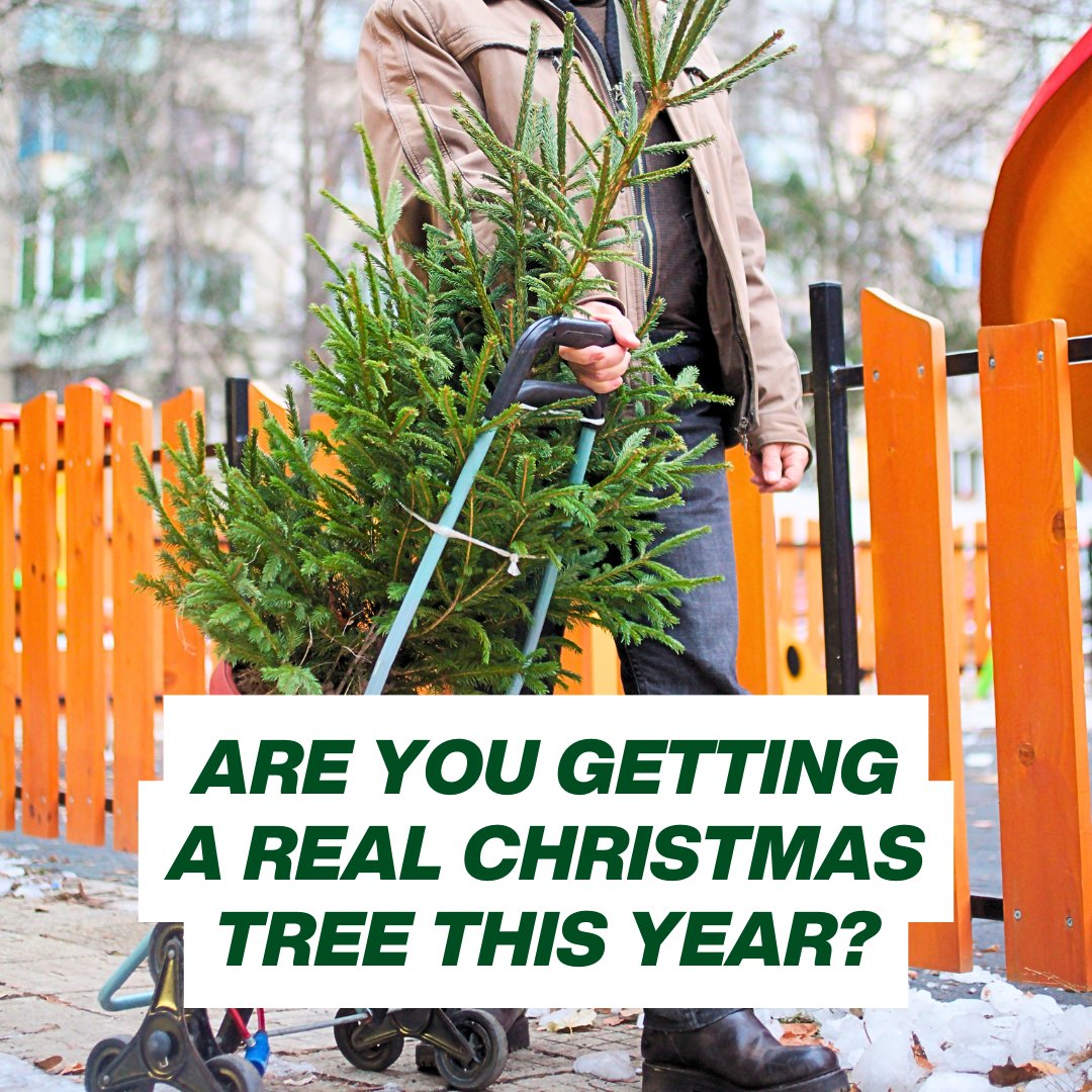 Last year we collected 3,338 trees, preventing 43,000kg of Co2 pollution 🌿 

Book your collection with us to support our local charity and environment 💙 hospicegs.com/treecycle

This event is kindly sponsored by <a href="/EETFuels/">EET Fuels</a> 

#christmastrees #collection #chester #ellesmereport