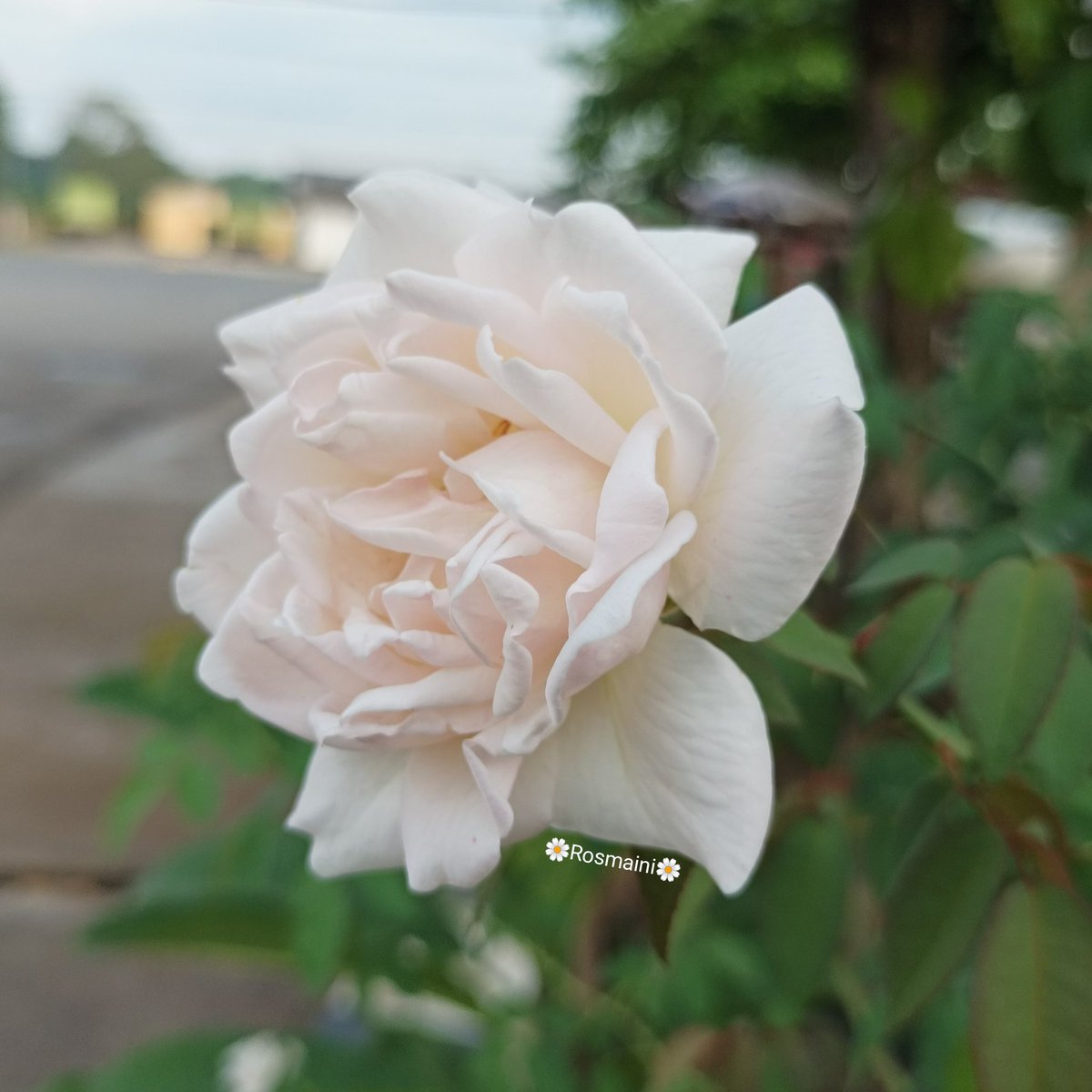 R_o_s_m_a_i_n_i's tweet image. 🌹Your kindness makes you look beautiful in my eyes and also means something in my heart🌹

✍️📸🌼Rosmaini🌼