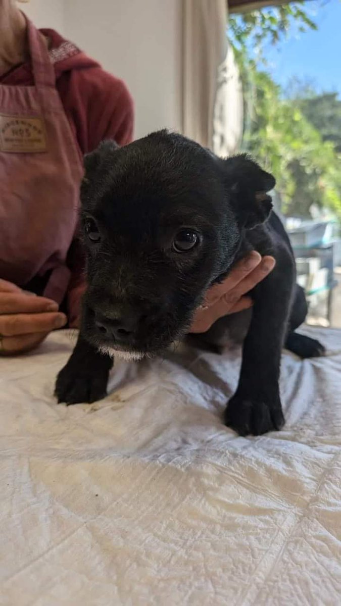 LOUIS 💕🐕

Niemand hat dich bisher entdeckt und nach dir gefragt. 😪
Niemand.
Vielleicht weil du eines von so vielen schwarzen Hundekindern bist, die in den Sheltern warten…
Bitte teilt unseren kleinen LOUIS…

prodogromania.de/alle-hunde/lou…  

🐾Anfragen an info@prodogromania.de