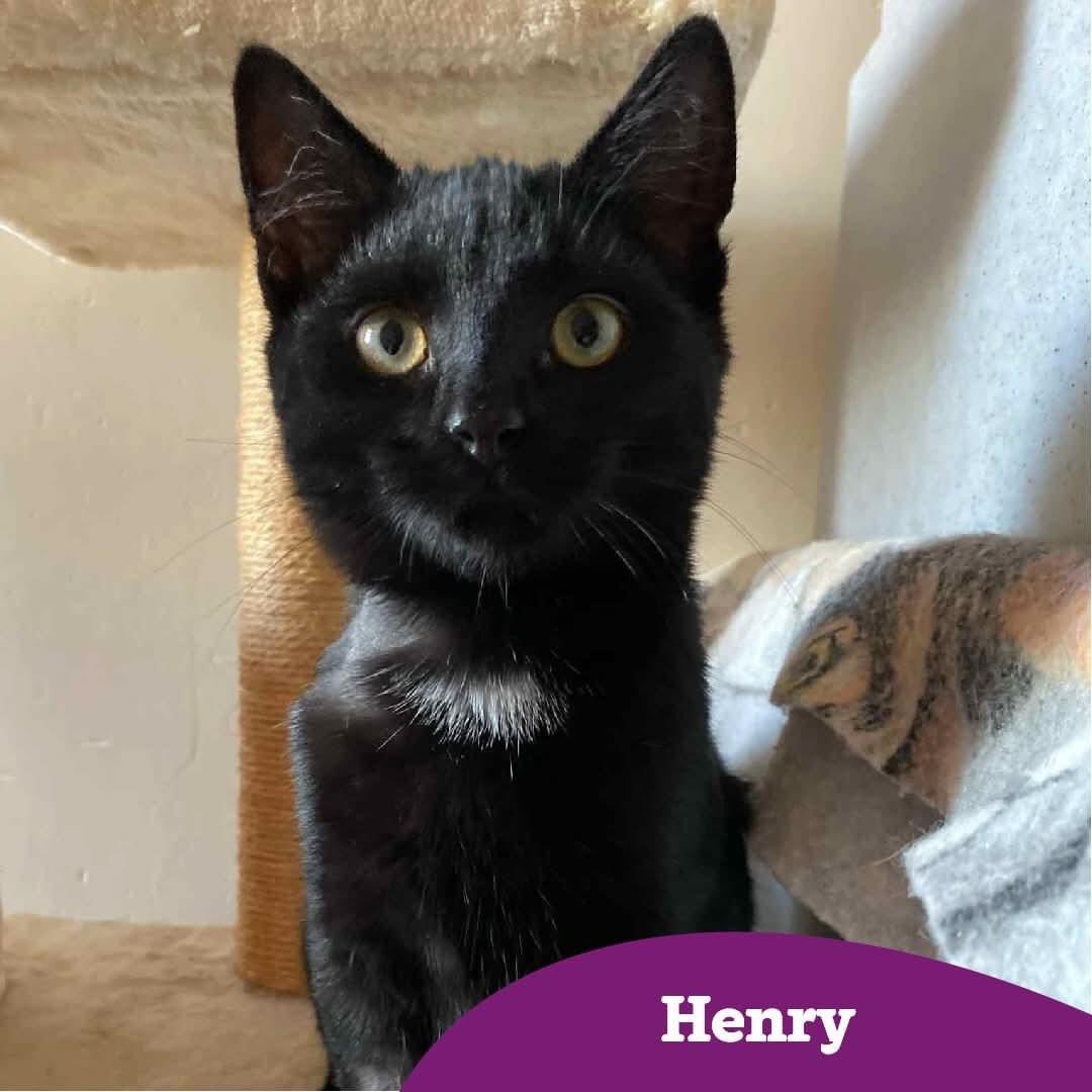 This handsome little panther, with just a dash of white on his chest, is Henry, aged 15 weeks old. He’s such a cute friendly little lad, who loves to play with his toys. 

Interested?
email the branch on adoption@angliacoastal.cats.org.uk, 
or call the branch on  0345 371 4202