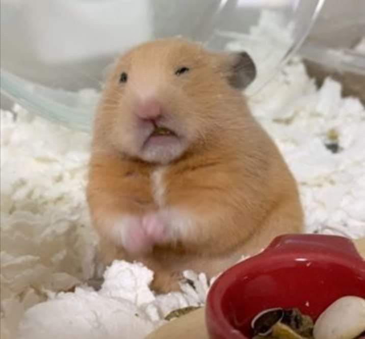 When hoomans can't break the 100K barrier for more than 5 seconds