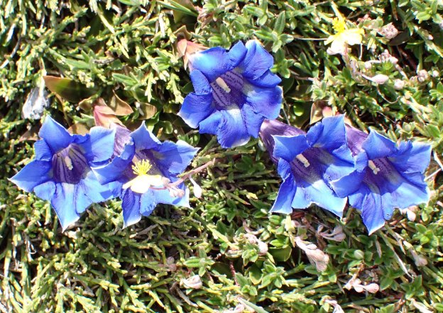 With <a href="/davidjgibbs6/">David Gibbs</a> &amp; <a href="/jpcancela1/">Juan Pablo Cancela Vallejo, PhD</a> as your guides, guests will be in the very best of hands - both professional ecologists, their plant (and butterfly, bird, et al) knowledge will mean that we will be perfectly equipped to enjoy every aspect of what we find during the week. (2/3)