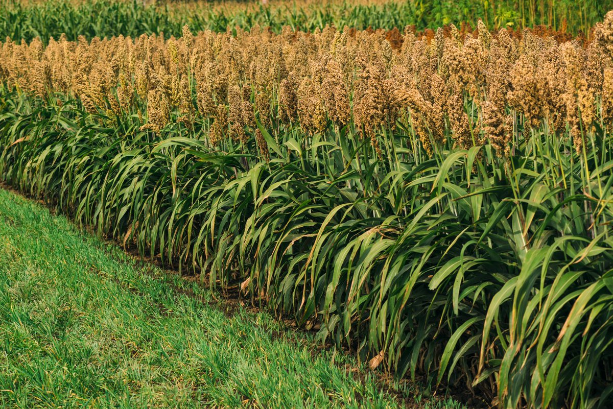 dufitalexis1's tweet photo. #AGRONOMISTTips
HAPPY NEW WEEK👨🌾
Choose Resilient Crops! 🌱
This Monday, let's talk sorghum the hero for low rainfall areas.🌦️
🌾 Drought Tolerance
💸 Low Input Needs
🍽️ Versatility
🌍 Eco-friendly
🟢Climate-smart farming starts with smart crop choices! 🧑🌾
#AKANYARWANDA https://t.co/9xP3JoVUYT