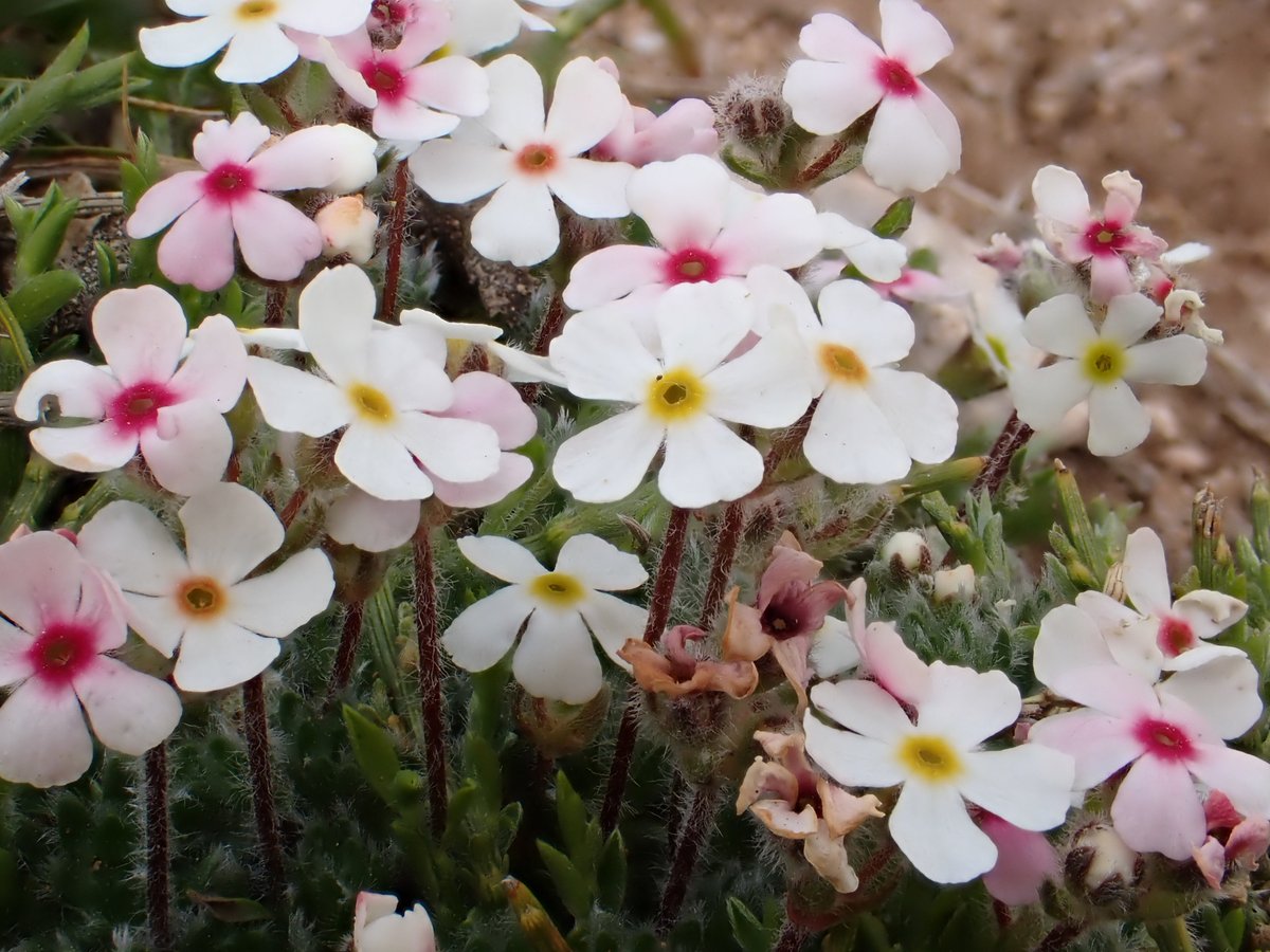 <a href="/davidjgibbs6/">David Gibbs</a> <a href="/jpcancela1/">Juan Pablo Cancela Vallejo, PhD</a> <a href="/BSBIbotany/">BSBI: Botanical Society of Britain & Ireland</a> <a href="/wildflower_hour/">wildflowerhour</a> This tour, like all our botanical holidays, will generate a donation to our friends at <a href="/BSBIbotany/">BSBI: Botanical Society of Britain & Ireland</a> to help support their important research &amp; work - we've done this since our very first botanical tour, and are now Corporate Supporters of this brilliant conservation charity. (3/3)