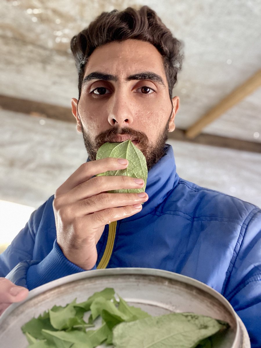 Dr_SaebGaza's tweet photo. Very sad this situation has reached us🥹

My family and I eat these leaves on a daily basis💔

Ask everyone to help as much as possible by making a donation🖤

We are in a famine now. Please look carefully at the situation my family and I are in💔💔
#BB26 

https://t.co/XLrfoh7FaF