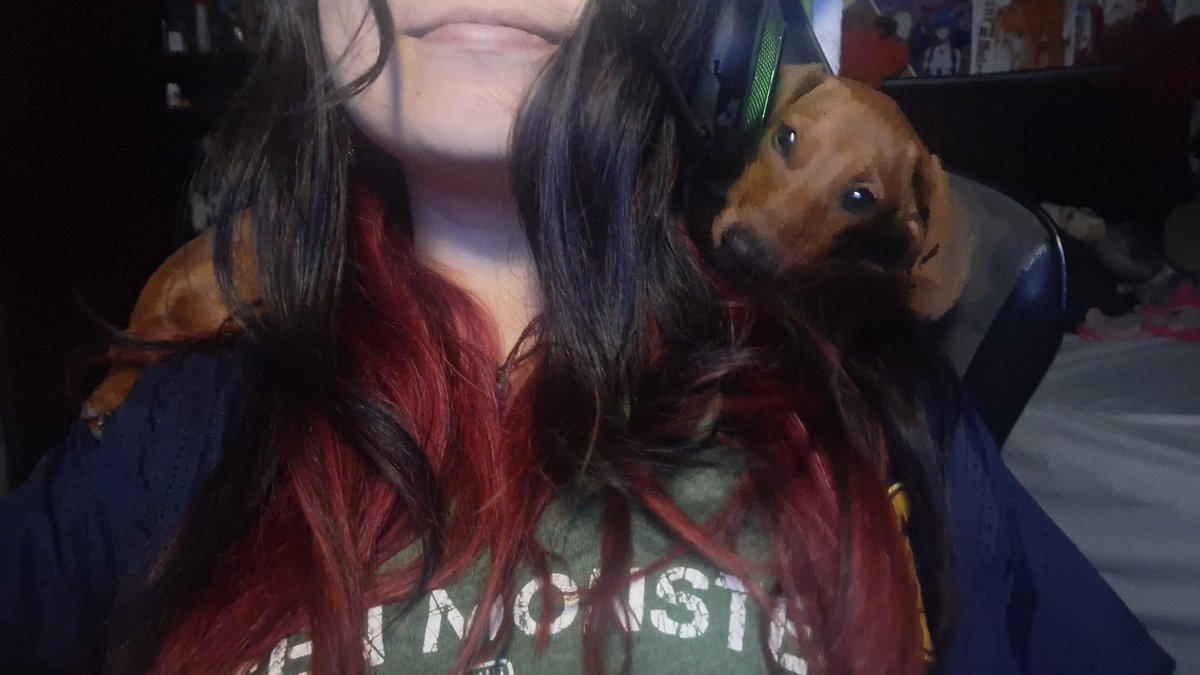 Será que todos los perros salchichas se creen loro??