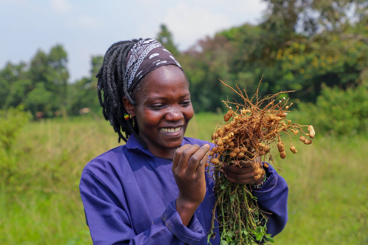 LaurenLandis1's tweet photo. Food safety starts at the farm, @WFP_Kenya, in collaboration with @kalromkulima, is propagating high-quality Aspergillus Tolerant Groundnut (ATG) seeds for smallholder farmers in high-potential &amp; ASAL counties to reduce aflatoxin contamination.
#FoodSafety #AflatoxinControl https://t.co/ntCYsnb0PL