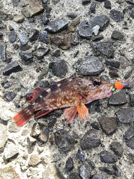 餌も竿もすべてダイ◯ーの釣具で釣ったガラカブ(カサゴ)を煮つけにした! 