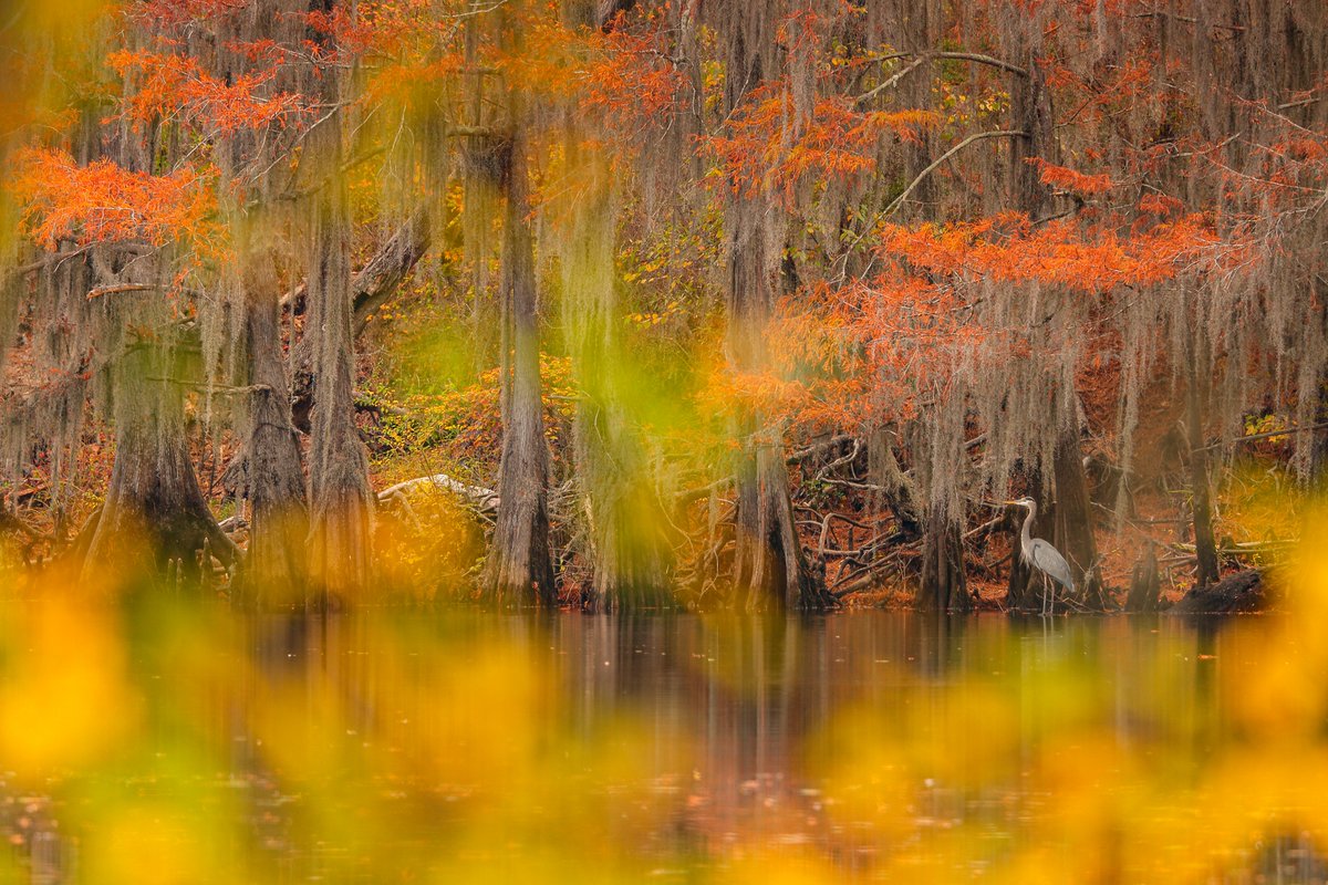 🏅Accésit a "Inmersa en el otoño" por Héctor Cordero.

seo.org/ganadores-de-f…

#fotografia #aves #birds #birdphoto #birdwatching #birding