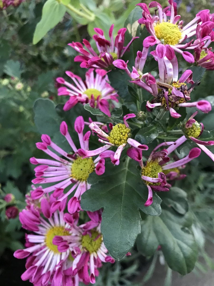 NatureGardenPCT's tweet photo. こんばんは🌙
＃菊
こちらの菊も咲きました♪
ちょっと花がイマイチなのも混じってた❕ https://t.co/gWg08hWd7E