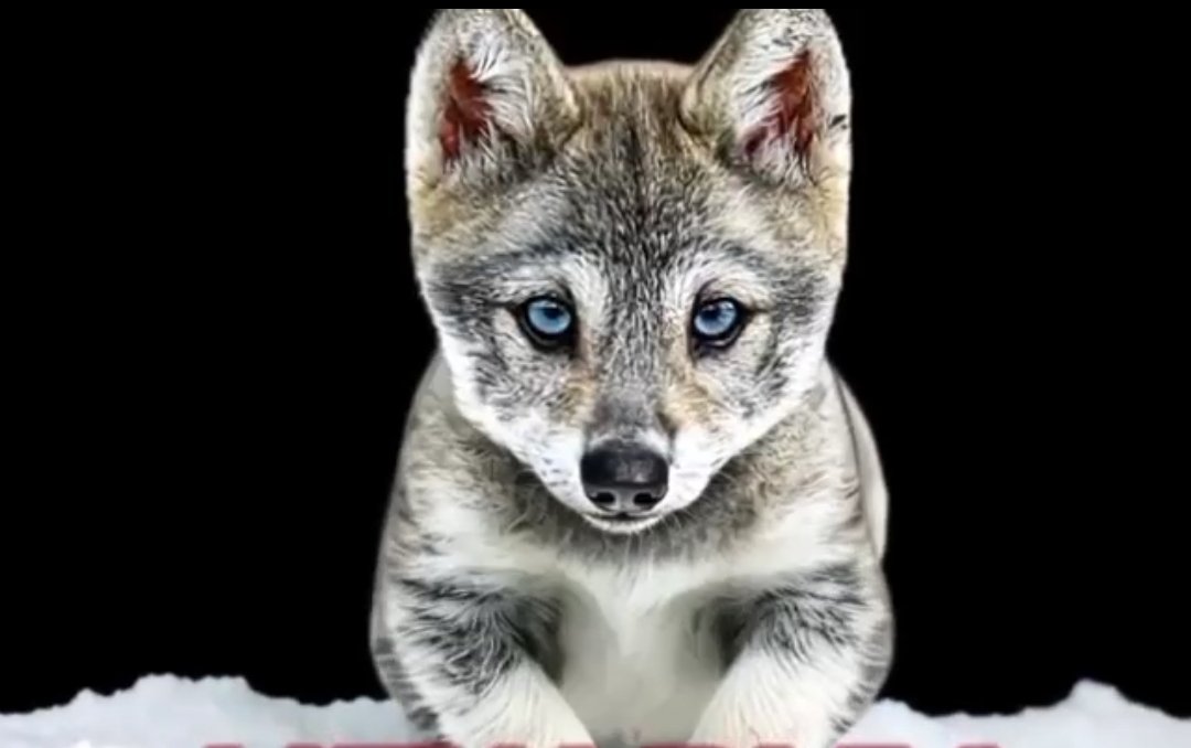 JohanLeij's tweet image. Looking for a degen project here  is one with strong community nice entry here 

#Howly #next #bullishcrypto #sol