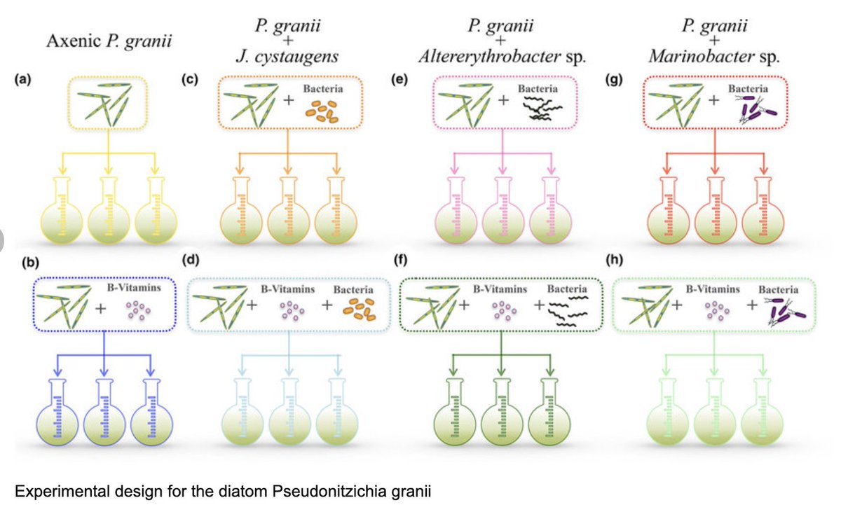 🆕 NOVO PAPER no #GOB❗️

→Unveiling interactions mediated by B vitamins between diatoms and their associated bacteria from cocultures