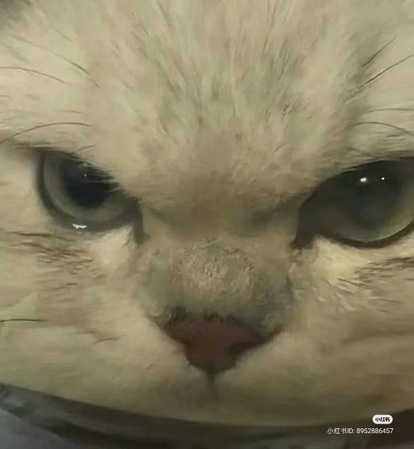 No Context Cats tweet media