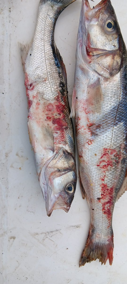 Christchurch Harbour is dying. Pollution is off the scale. Our salt marsh is receding and the fish are sick. We are holding an awareness event on Thursday 28 Nov at Stewart’s Gardenlands at 7pm. All welcome.