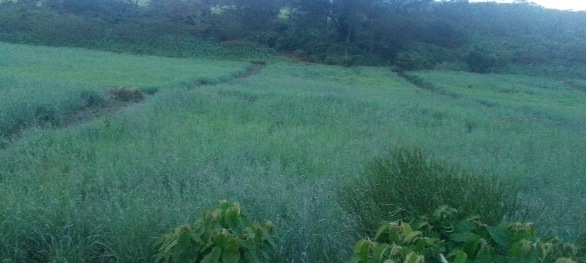 Ndasinziriye1's tweet photo. Aha ni muri #Mirama @NyagatareDistr ahahinze ubwatsi bw'amatungo aho aborozi bavuga ko ku gihe cy' izuba baba bafite ubwatsi ntakibazo amatungo yabo agira.@RwandaAgriBoard @Gasanastep @murekajul @RwandaEast @RwandaAgri @Ndagije__sam @wampayijana @KamanziJoseph13 @PudenceR https://t.co/XWtb8VMhV4