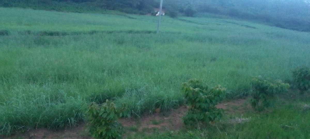 Ndasinziriye1's tweet photo. Aha ni muri #Mirama @NyagatareDistr ahahinze ubwatsi bw'amatungo aho aborozi bavuga ko ku gihe cy' izuba baba bafite ubwatsi ntakibazo amatungo yabo agira.@RwandaAgriBoard @Gasanastep @murekajul @RwandaEast @RwandaAgri @Ndagije__sam @wampayijana @KamanziJoseph13 @PudenceR https://t.co/XWtb8VMhV4