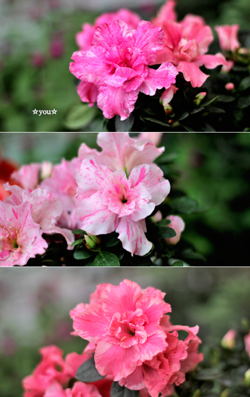 you__uuu's tweet photo. こんばんは.｡o○☆   　
月曜日お疲れ様でした   
今週も･*････　
宜しくお願いします🙇　 

ツツジ科の八重咲き      
  ア　ザ　レ　ア  　
   ( 恋 の 喜 び )  　 

＃花好きな人  
#写真好きな人と繋がりたい https://t.co/tMClWAUM1l