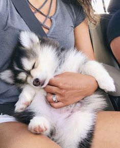 Jose_SG's tweet photo. A house isn’t a home without a pet.🏸 https://t.co/3COQkYGJUS