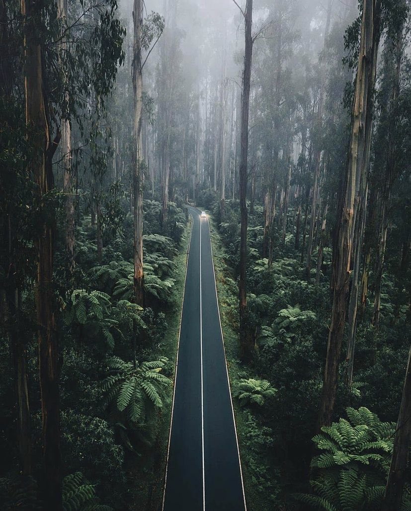 earthcurated's tweet photo. Black Spur Highway, Australia 🍃 https://t.co/7JxSywapne