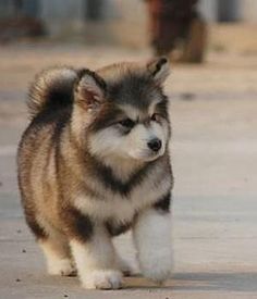 talub1's tweet photo. An animal’s eyes have the power to speak a great language. – Martin Buber🏂 https://t.co/3hEAeO5l8l