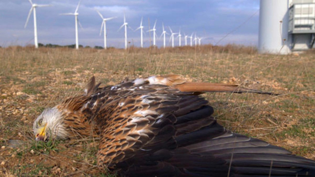Za ZASTRZELENIE  ORŁA grozi Ci do kilku lat WIĘZIENIA

firmy zajmujące się ENERGIĄ WIATROWĄ ZABIJAJĄ TYSIĄCE ORŁÓW BEZ konsekwencji prawnych
