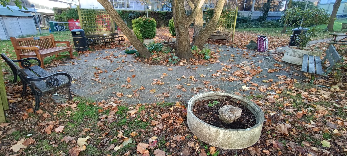 Hospital Garden Update
All the leaves are down now in the Rotary Garden at Northwick Park Hospital.  We have been able to clear some of them, but there is still more work to do.  We welcome the arrival of the new garden bench dedicated to the memory of a pharmacist.