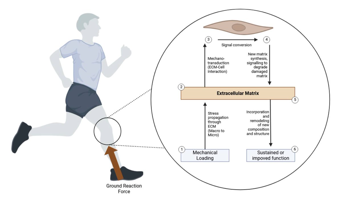 Tendon Cell Biology: Effect of Mechanical Loading

👇👇👇

pubmed.ncbi.nlm.nih.gov/39568406/