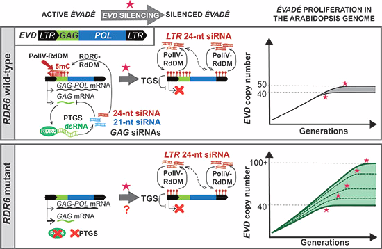 Small RNA papers (@srnapapers) on Twitter photo PTGS is dispensable for the initiation of epigenetic silencing of an active transposon in Arabidopsis doi.org/10.1038/s44319… PTGS is dispensable for the initiation of epigenetic silencing of an active transposon in Arabidopsis doi.org/10.1038/s44319…